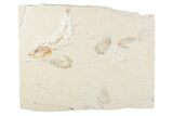 Cretaceous Fish (Gaudryella) and Shrimp Fossils - Hjoula, Lebanon #376348-1